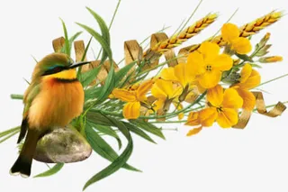 站在树枝上的鸟免抠