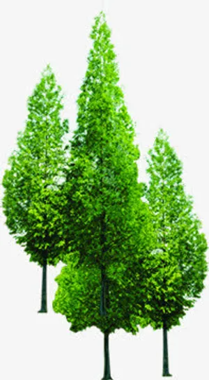 春天景观公园植物大树免抠