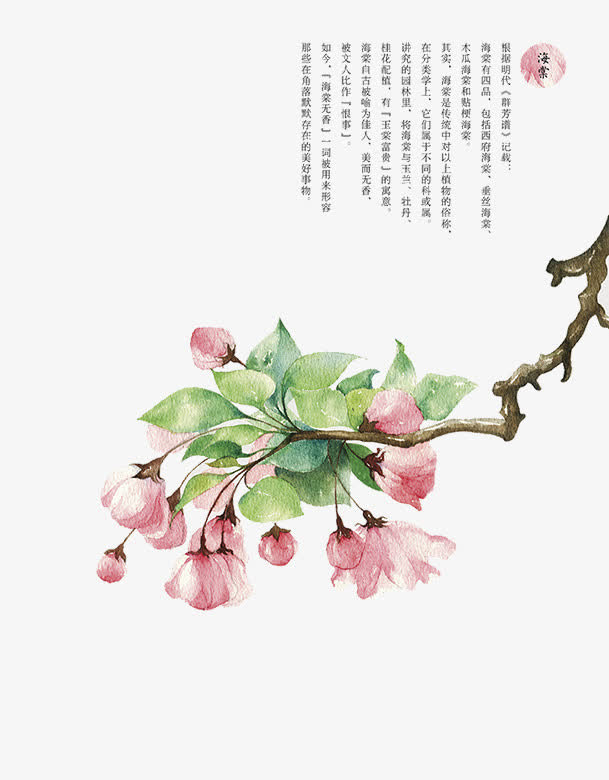 粉红色海棠花免抠