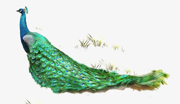 漂亮的孔雀和小草免抠