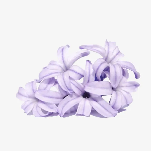 手绘浪漫紫色丁香花瓣装饰PNG免抠