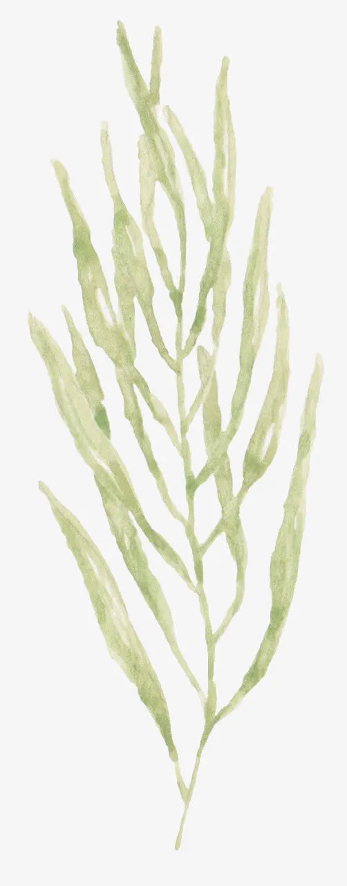 手绘绿色水草免抠