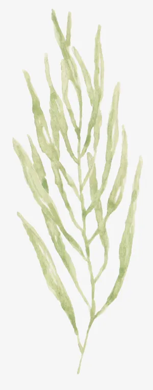 手绘绿色水草免抠