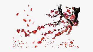 植物梅花免扣素材免抠