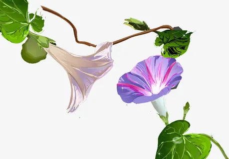 牵牛花免抠 牵牛花免抠