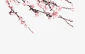 粉色手绘花枝七夕情人节免抠