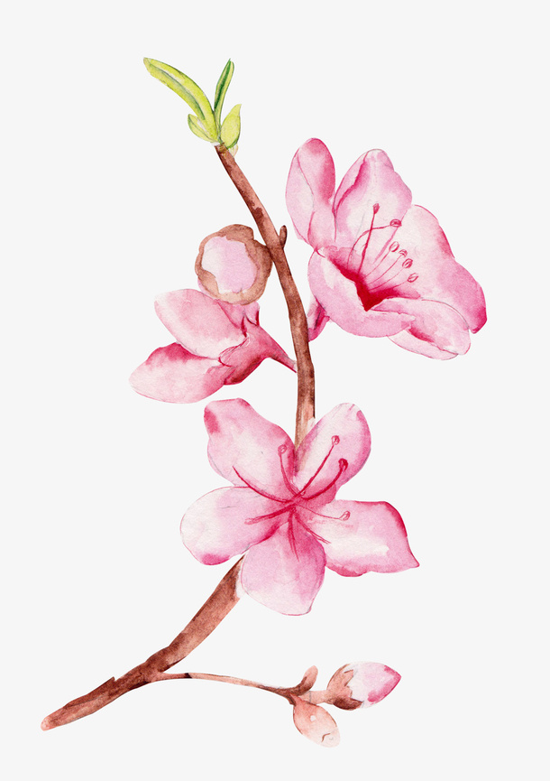 手绘桃花花朵花枝免抠