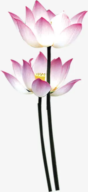 水墨画粉色荷花七夕浪漫情人节免抠