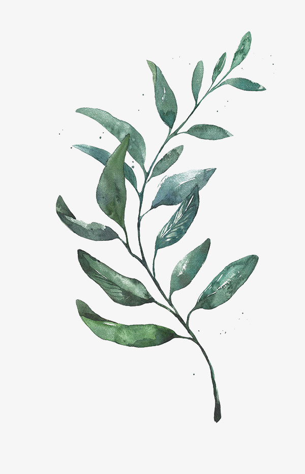 手绘PNG植物叶子免抠