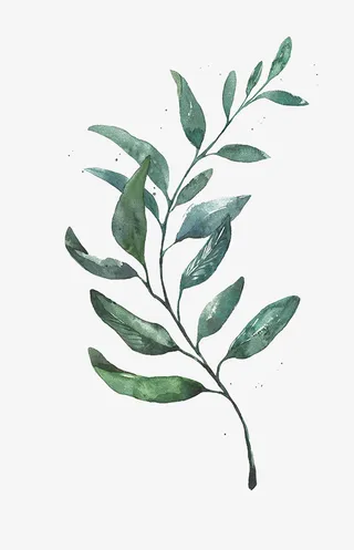 手绘PNG植物叶子免抠