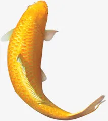 游动的金鳞鲤鱼中秋免抠