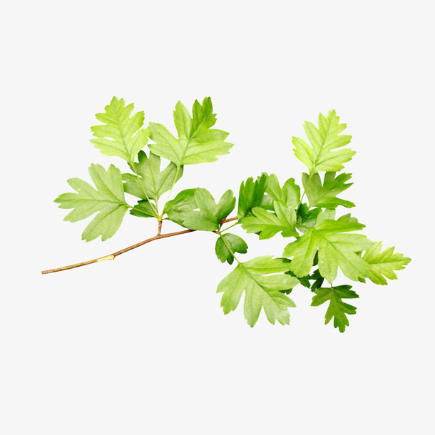树枝免抠