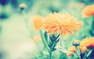 绿草地上的橙色小花海报背景