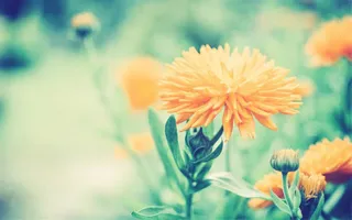 绿草地上的橙色小花海报背景