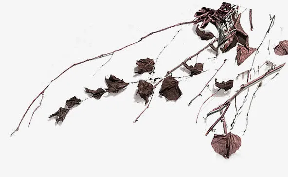 枯枝免抠