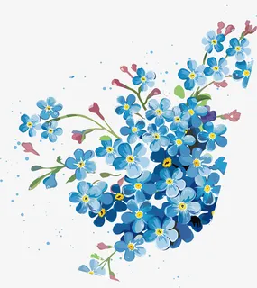 淘金彩梅杰拉尔顿腊花风蜡花蜡花免抠