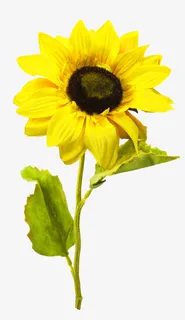手绘明黄向日葵免抠