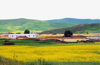 青海油菜花海唯美图免抠