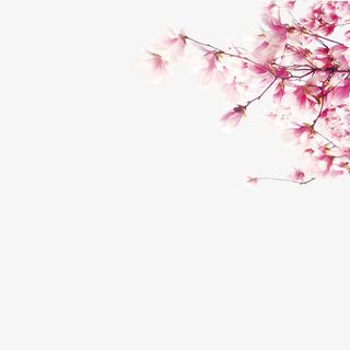 2017年三月桃花节素材免抠