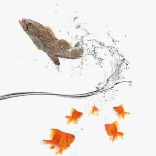 跳跃的小鱼免抠