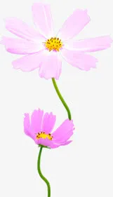 多彩美丽盛开花朵免抠