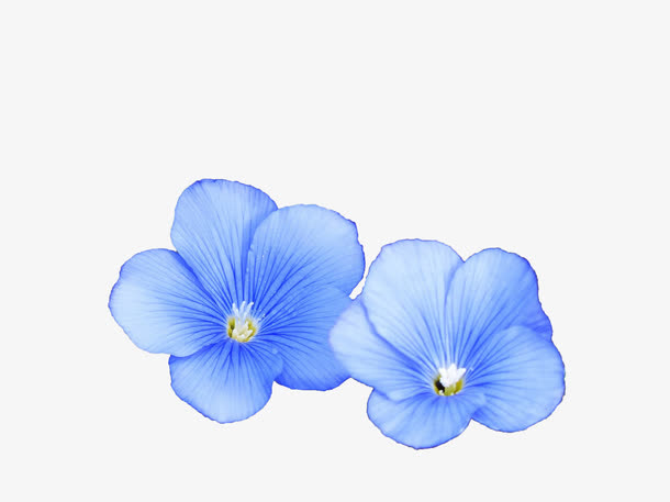 亚麻籽油免抠