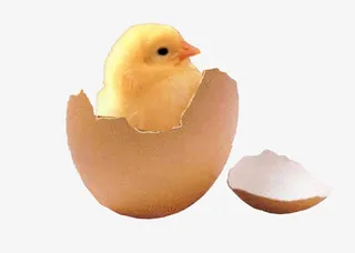 孵化的小鸡免抠