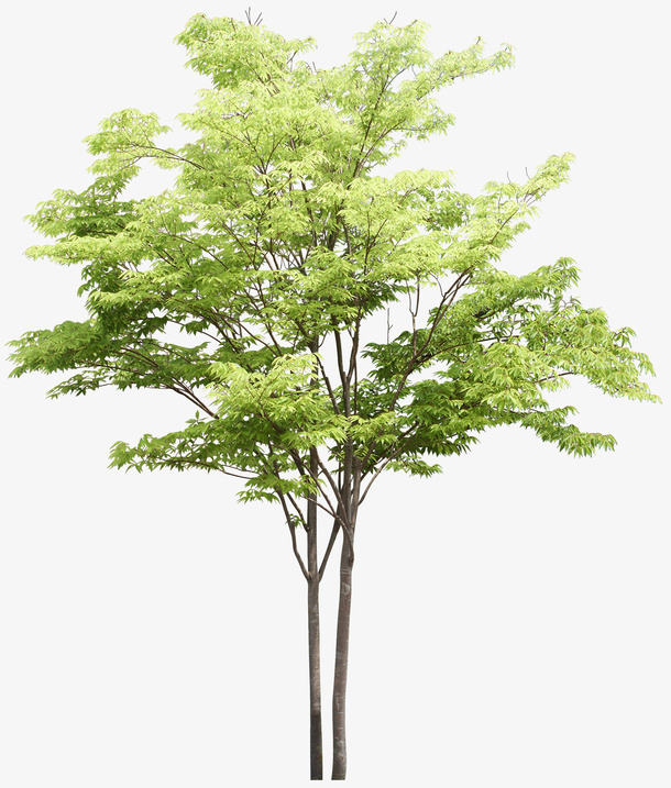 绿色植物素材免扣行道树免抠