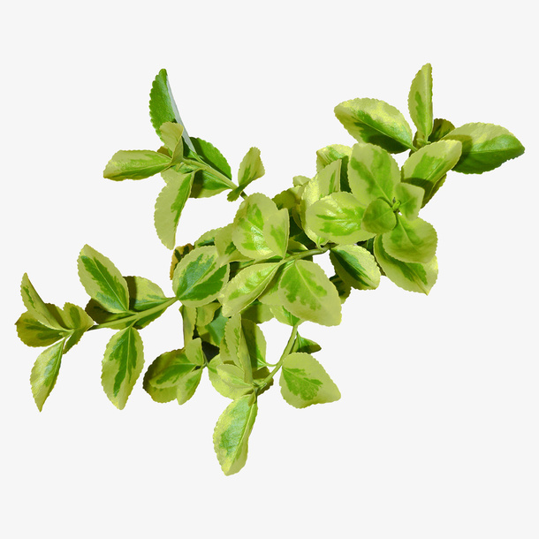 春季绿色叶子植物免抠