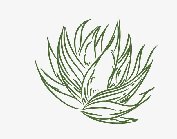 绿色简笔画芦荟矢量图免抠
