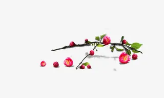 花瓣 牡丹 树枝免抠