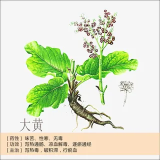 大黄简介免抠