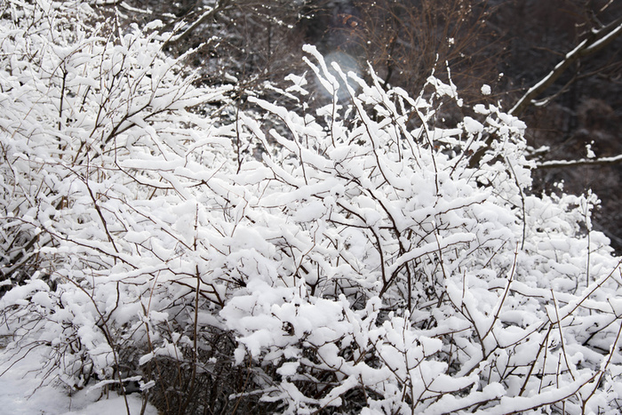 冬季积雪的树枝高清