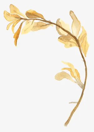 树枝免抠