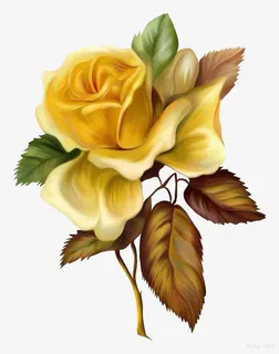 花开富贵,绿叶黄华,富贵牡丹,花姿免抠 花开富贵,绿叶黄华,富贵牡丹,花姿免抠