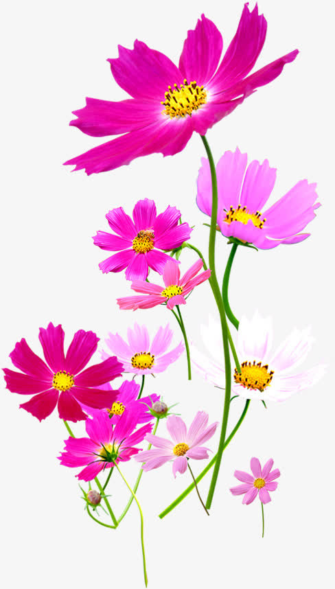 粉色春天促销花朵免抠
