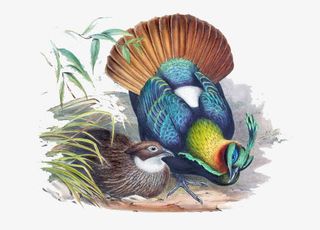 手绘花鸟画装饰画免抠