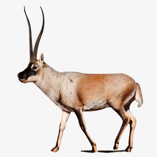 羚羊长角羊png素材免抠