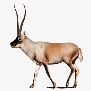 羚羊长角羊png素材免抠