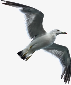 海鸥海燕免抠