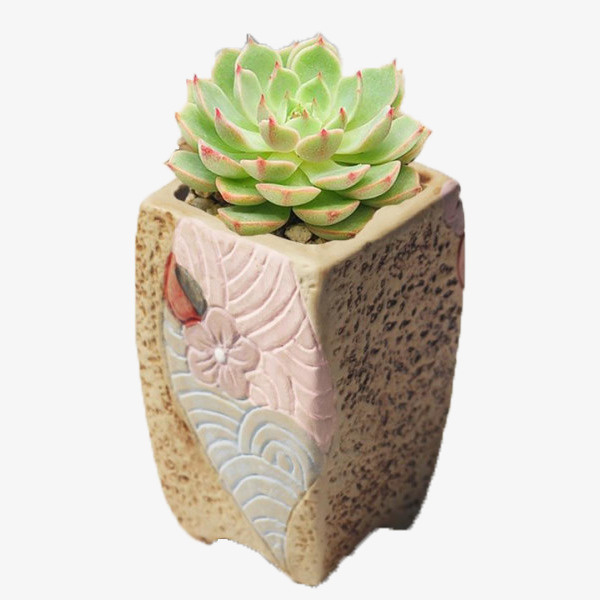 绿色多肉植物免抠