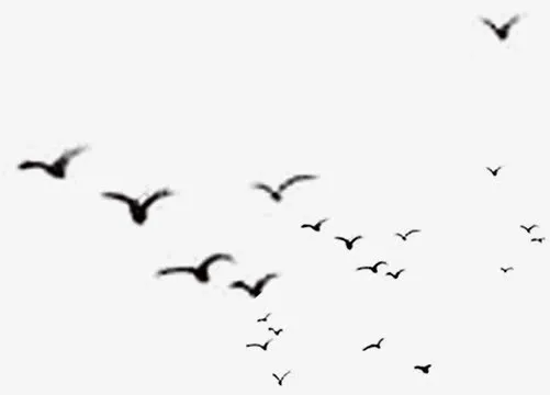 黑白色大雁群南飞免抠