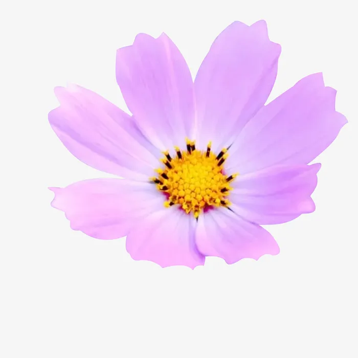 雏菊 紫色小花 紫色 春天 夏天免抠