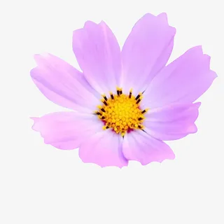 雏菊 紫色小花 紫色 春天 夏天免抠