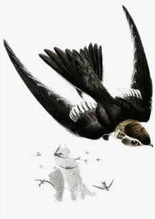 手绘燕子插画免抠