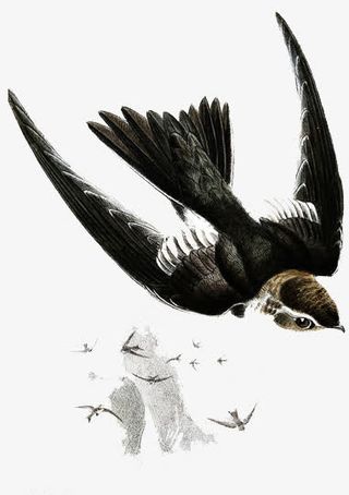 手绘燕子插画免抠