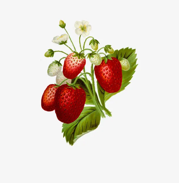 手绘草莓免抠