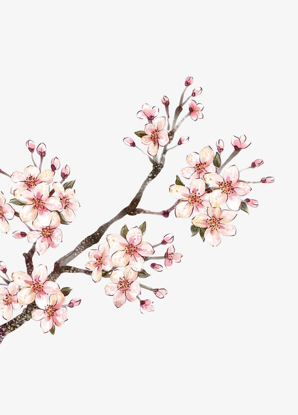 梅花免抠