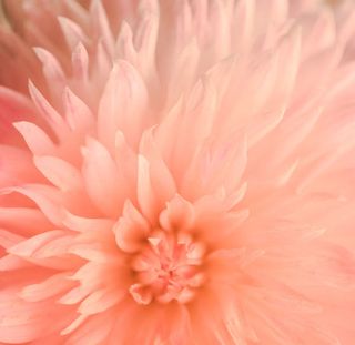 粉红色鲜花背景免抠