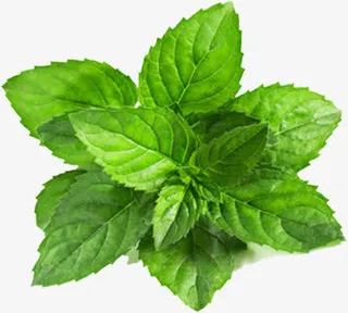 摄影夏日海报绿叶效果免抠